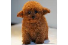 犬の写真10枚目