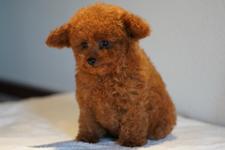 犬の写真11枚目