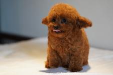 犬の写真12枚目