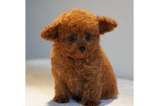 犬の写真13枚目