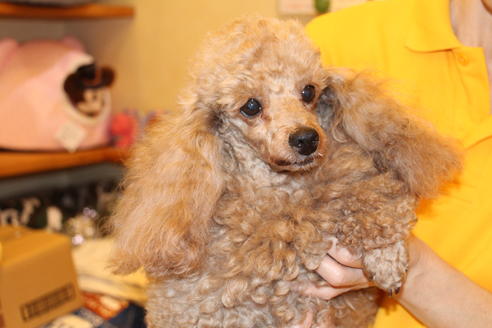 販売中のトイプードルの親犬