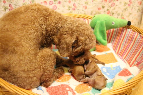 販売中のトイプードルの親犬