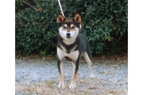 販売中の豆柴の親犬