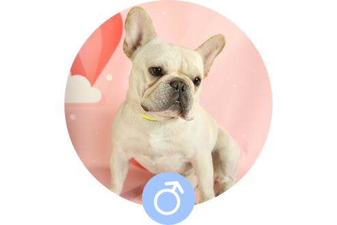 販売中のフレンチブルドッグの親犬