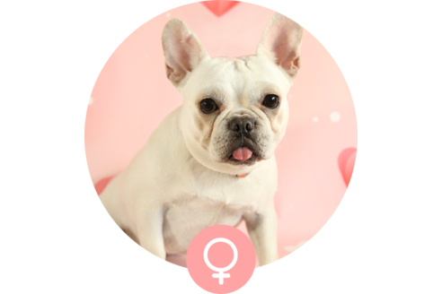 販売中のフレンチブルドッグの親犬