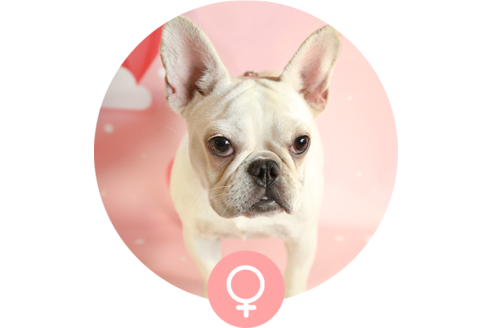 販売中のフレンチブルドッグの親犬