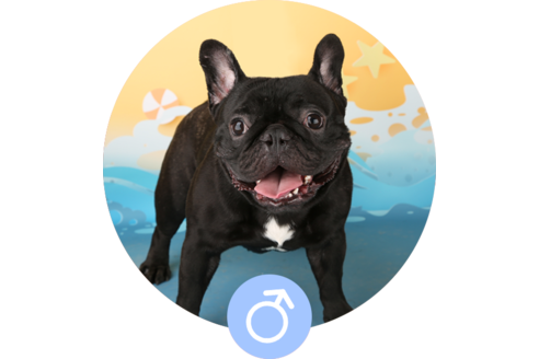 販売中のフレンチブルドッグの親犬