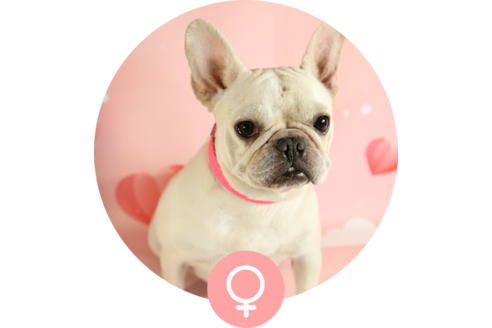 販売中のフレンチブルドッグの親犬
