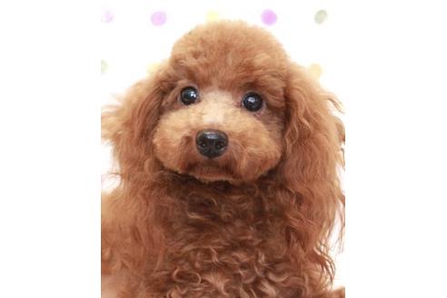 販売中のミックス犬の親犬