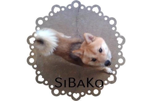 販売中の豆柴の親犬