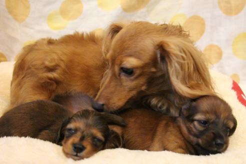 販売中のカニンヘンダックスフンド(ロングヘアード)の親犬