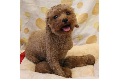 販売中のトイプードルの親犬