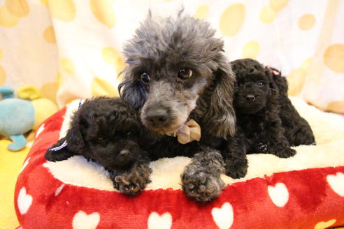 販売中のタイニープードルの親犬