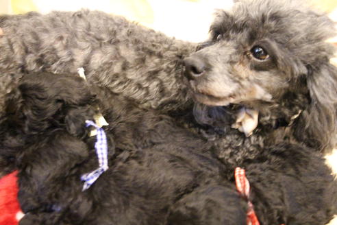 販売中のトイプードルの親犬