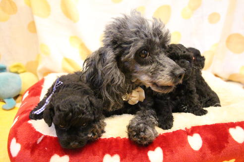 販売中のトイプードルの親犬