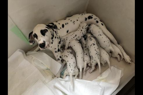 販売中のダルメシアンの親犬