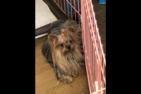 販売中のヨークシャーテリアの親犬