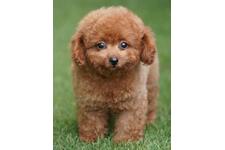 犬の写真14枚目