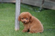 犬の写真16枚目