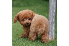 犬の写真17枚目