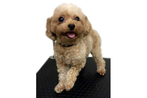 販売中のトイプードルの親犬