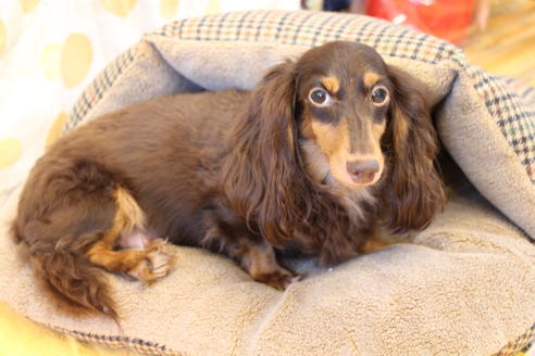 販売中のカニンヘンダックスフンド(ロングヘアード)の親犬