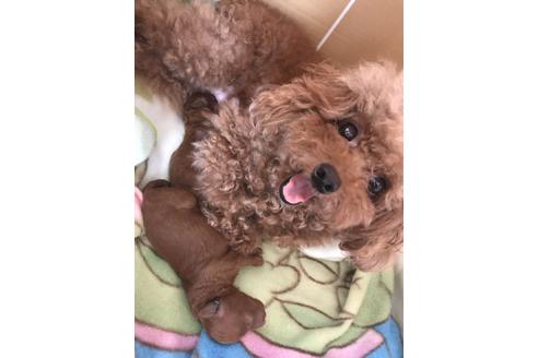 販売中のトイプードルの親犬