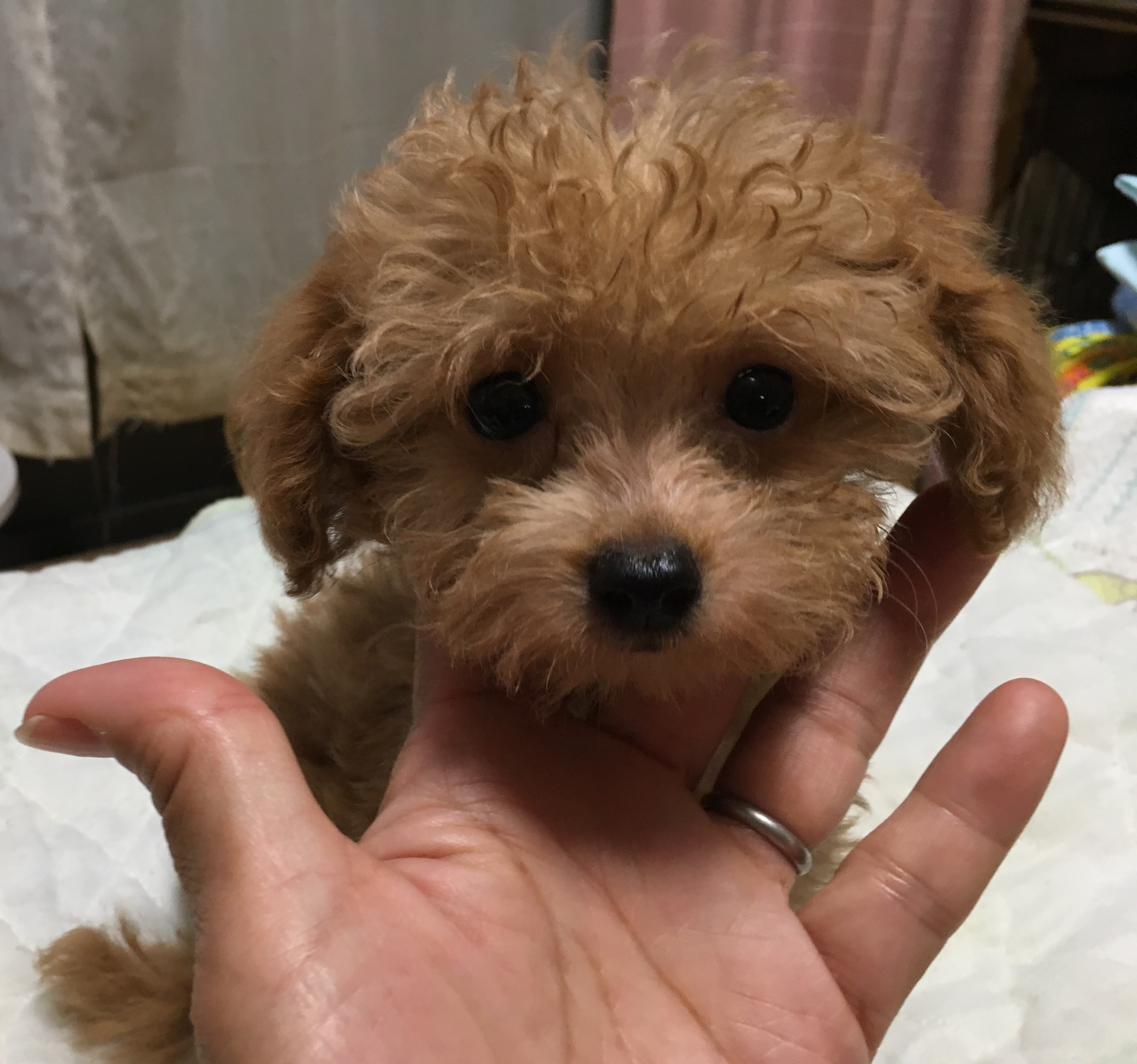 上村ブリーダー