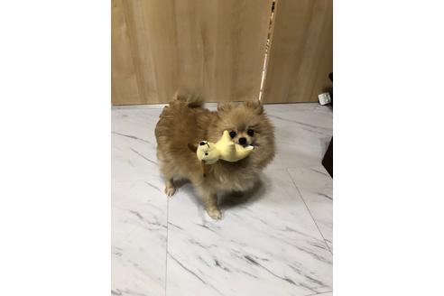 販売中のポメラニアンの親犬