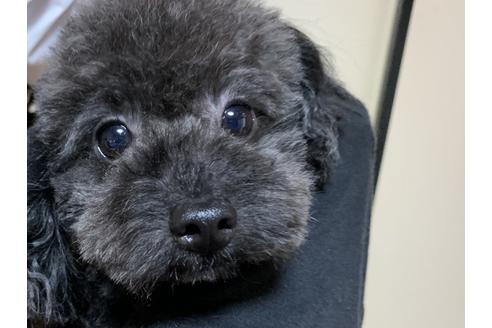 販売中のティーカッププードルの親犬