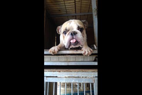 販売中のブルドッグの親犬