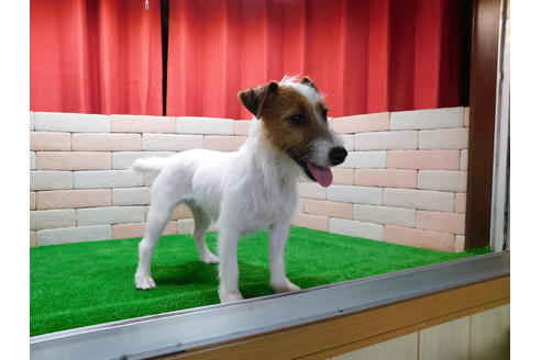 販売中のジャックラッセルテリアの親犬