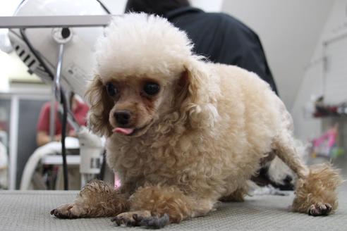販売中のタイニープードルの親犬
