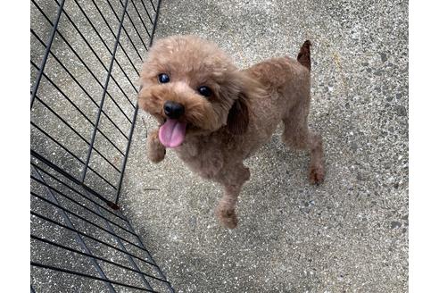 販売中のタイニープードルの親犬