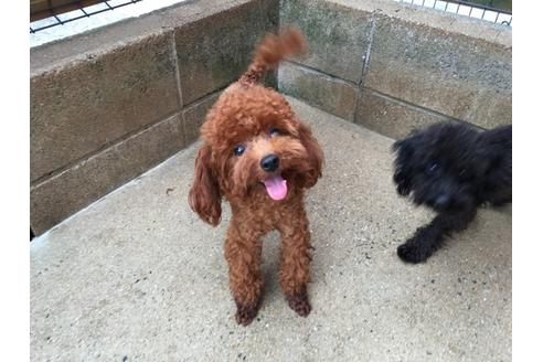販売中のタイニープードルの親犬