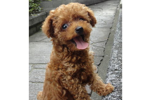 販売中のティーカッププードルの親犬