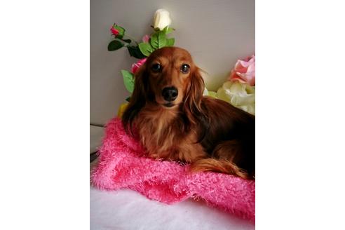 販売中のミニチュアダックスフンド(ロングヘアード)の親犬