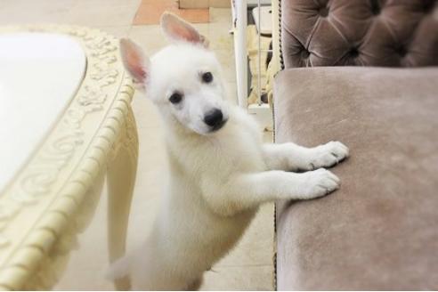 京都府のホワイトシェパード 男の子 19 06 26生まれ ホワイト 子犬id ブリーダーナビ