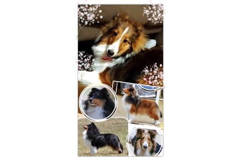 販売中のシェットランドシープドッグ(シェルティ)の親犬