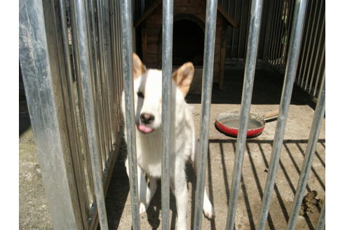 販売中の柴犬の親犬