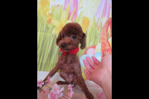 販売中のトイプードルの親犬