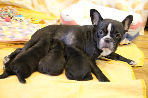 販売中のフレンチブルドッグの親犬