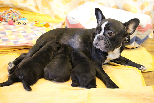 販売中のフレンチブルドッグの親犬