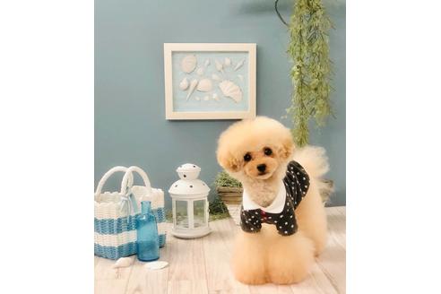 販売中のトイプードルの親犬