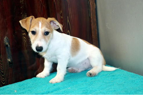 群馬県でジャックラッセルテリアの子犬を探す ブリーダーナビ 群馬県でジャックラッセルテリアの子犬を探す ブリーダーナビ