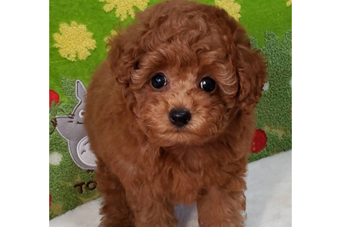 沖縄県のトイプードル 女の子 19 07 18生まれ アプリコット 子犬id ブリーダーナビ