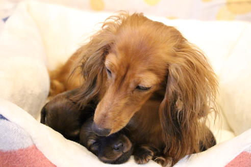 販売中のカニンヘンダックスフンド(ロングヘアード)の親犬