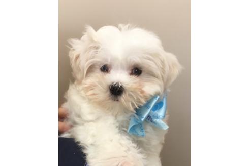 販売中のマルチーズの親犬