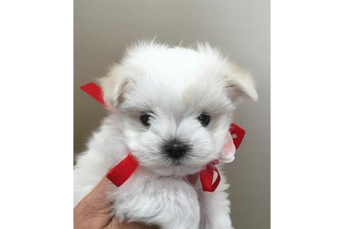 販売中のマルチーズの親犬