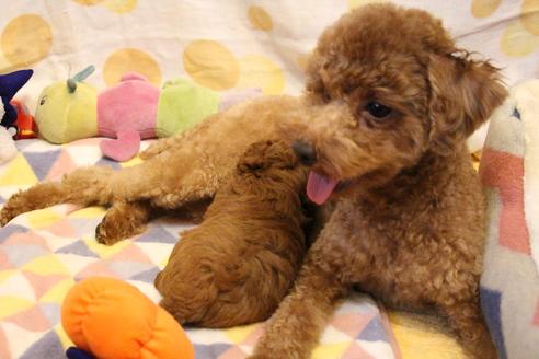 販売中のタイニープードルの親犬